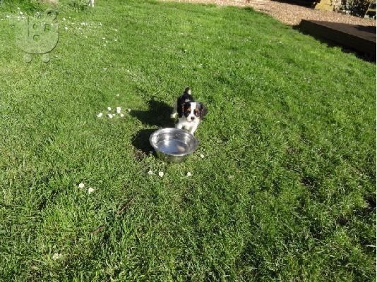PoulaTo: Βασιλιάς Charles Cavalier Pups